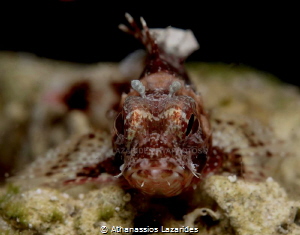 Baby scorpionfish by Athanassios Lazarides 